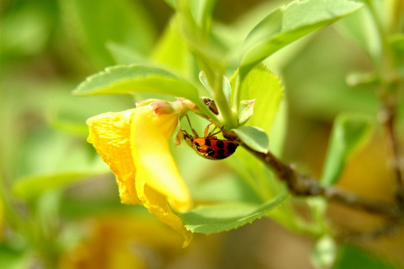 무당벌레 (Ladybug); DISPLAY FULL IMAGE.