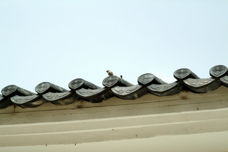 지붕위의 참새; DISPLAY FULL IMAGE.