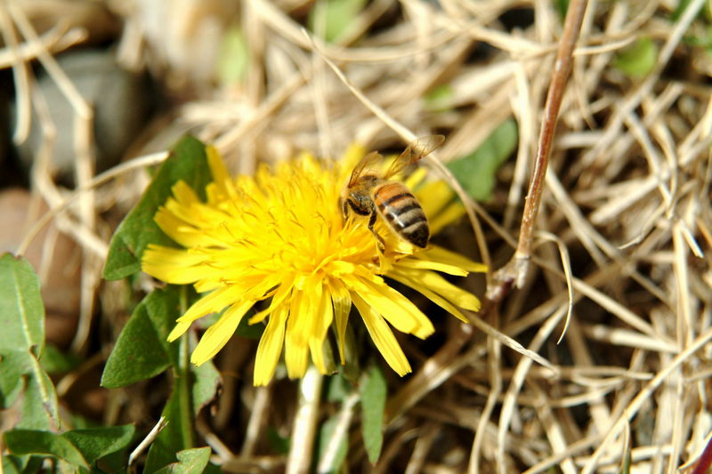 민들레 꽃과 꿀벌; DISPLAY FULL IMAGE.