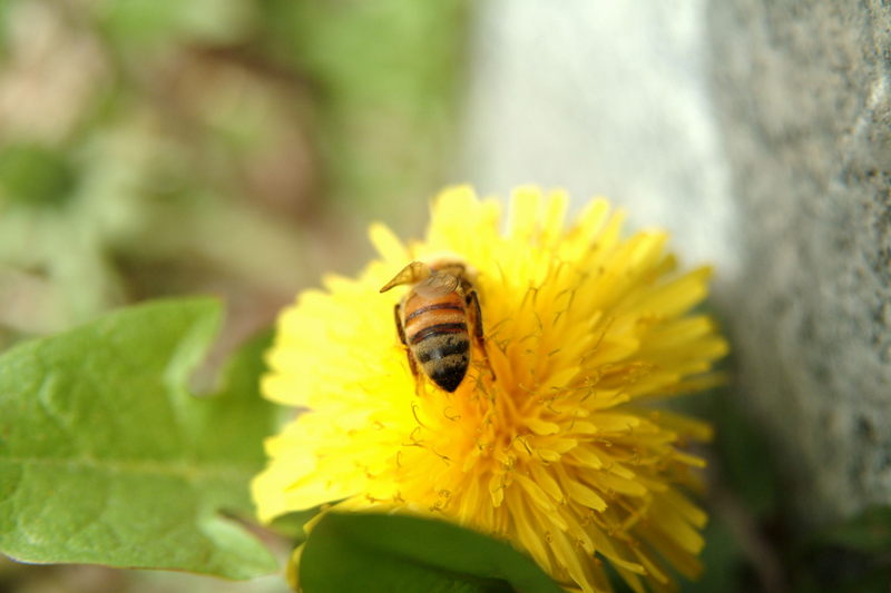 민들레 꽃과 꿀벌; DISPLAY FULL IMAGE.