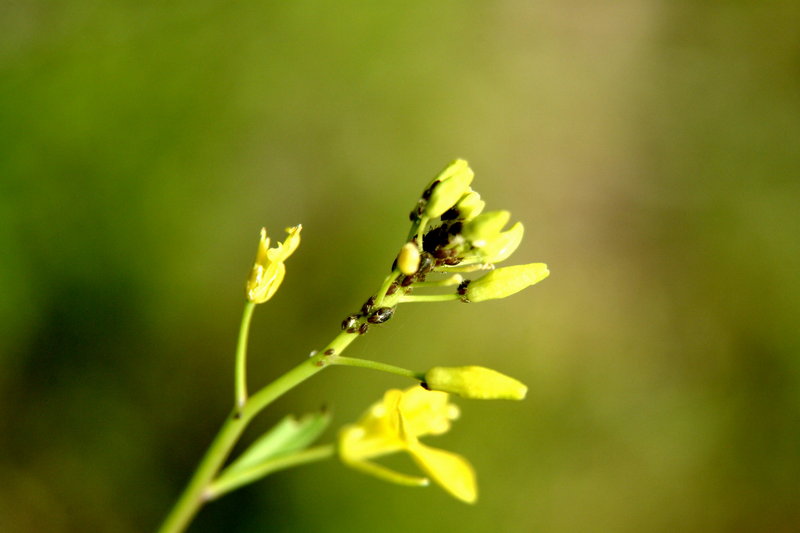 들꽃에 붙어사는 진딧물 군락; DISPLAY FULL IMAGE.