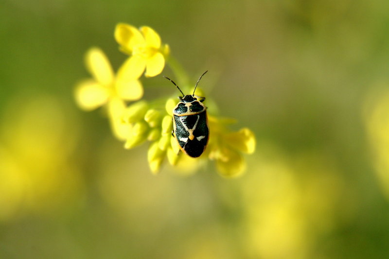 북쪽비단노린재 Eurydema gebleri (Northern Silk Stink Bug); DISPLAY FULL IMAGE.