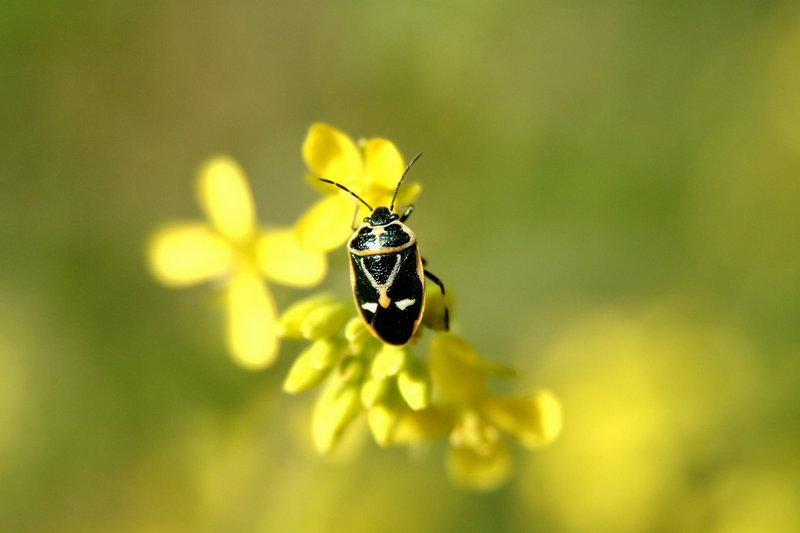 북쪽비단노린재 Eurydema gebleri (Northern Silk Stink Bug); DISPLAY FULL IMAGE.