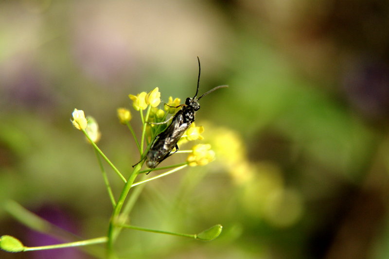 이름모를 작은 곤충 --> 동애등에 Ptecticus tenebrifer (Soldier Fly)???; DISPLAY FULL IMAGE.