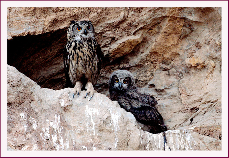 저 이렇게 컸어요~ | 수리부엉이 Bubo bubo (Eurasian Eagle Owl); DISPLAY FULL IMAGE.