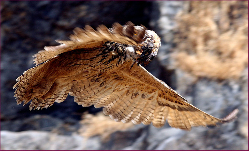 어미 부엉새가 입에 문 것은...? | 수리부엉이 Bubo bubo (Eurasian Eagle Owl); DISPLAY FULL IMAGE.