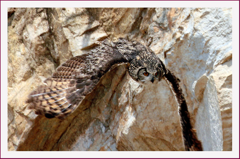 부엉새의 급강하 | 수리부엉이 Bubo bubo (Eurasian Eagle Owl); DISPLAY FULL IMAGE.