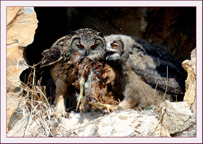 엄마, 멀리 버리고 오세요... | 수리부엉이 Bubo bubo (Eurasian Eagle Owl); DISPLAY FULL IMAGE.