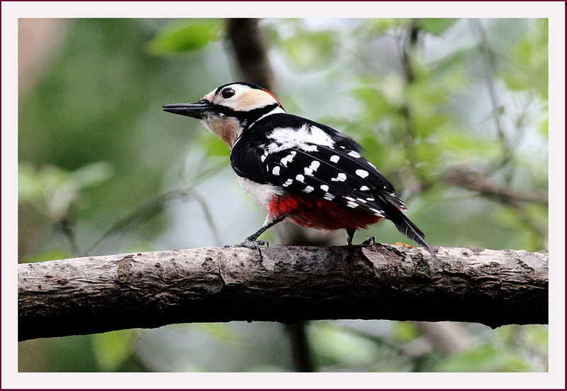 오색딱다구리 | 오색딱다구리 Dendrocopos major (Great Spotted Woodpecker); DISPLAY FULL IMAGE.