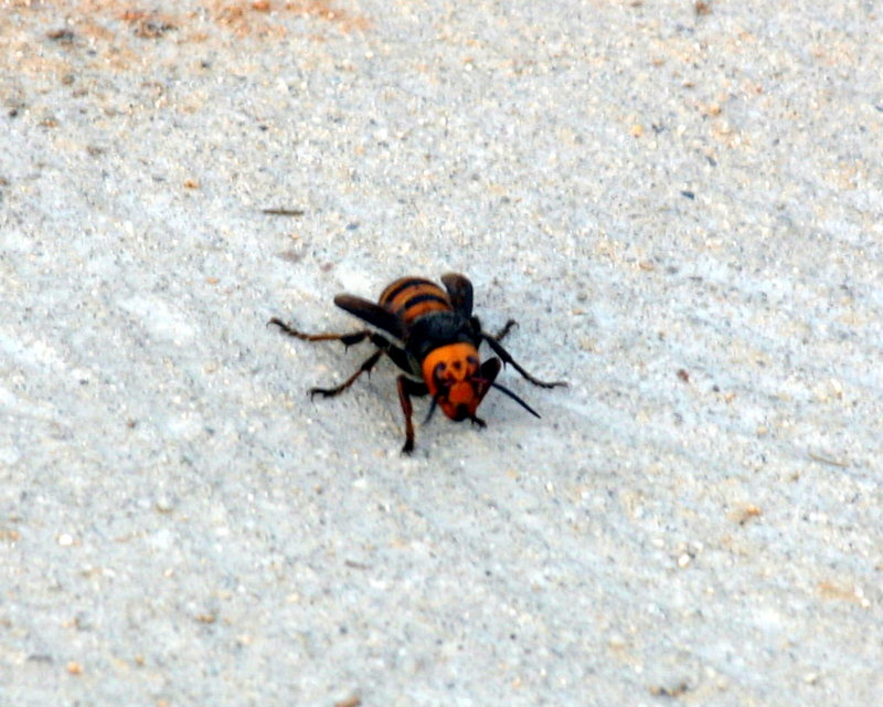 장수말벌 Vespa mandarinia (Korean Giant Hornet); DISPLAY FULL IMAGE.