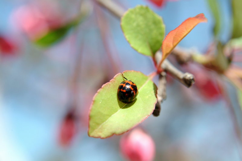 무당벌레 (Ladybird); DISPLAY FULL IMAGE.