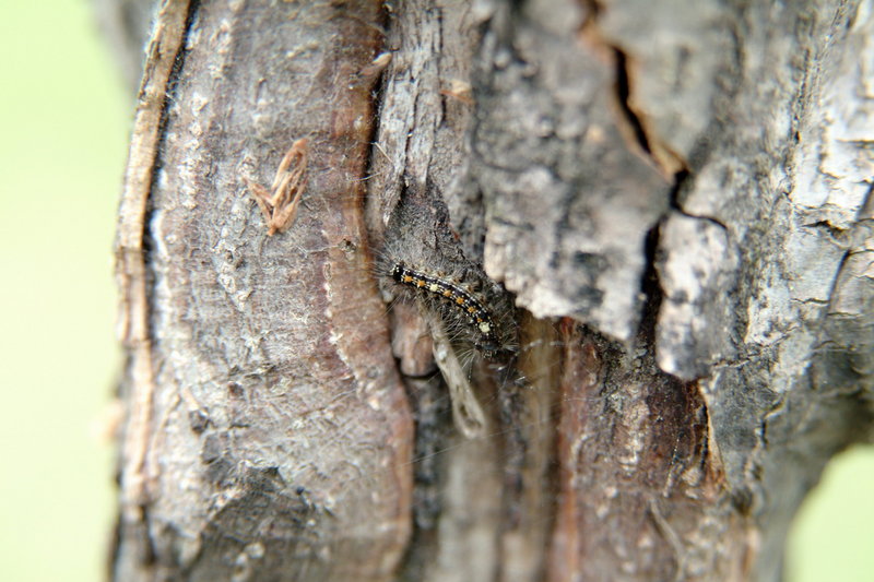 나방 애벌레, 송충이? (Moth Caterpillar); DISPLAY FULL IMAGE.