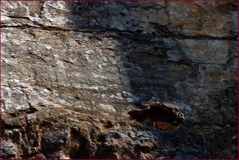 동굴벽화...? | 수리부엉이 Bubo bubo (Eurasian Eagle Owl); DISPLAY FULL IMAGE.