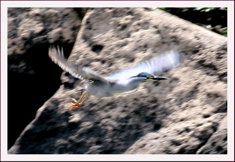 검은댕기 해오라기의 비행 | 검은댕기해오라기 Butorides striatus (Striated Heron); DISPLAY FULL IMAGE.