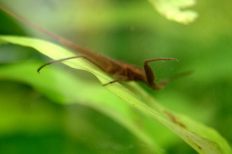 장구애비 Laccotrephes japonensis (Korean Water Scorpion); DISPLAY FULL IMAGE.
