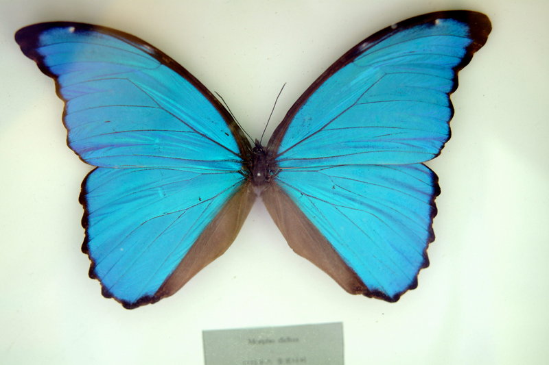 디디우스 몰포나비 Morpho didius (Blue Morpho Butterfly); DISPLAY FULL IMAGE.