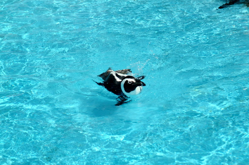 자카스펭귄 Spheniscus demersus (Jackass Penguin); DISPLAY FULL IMAGE.