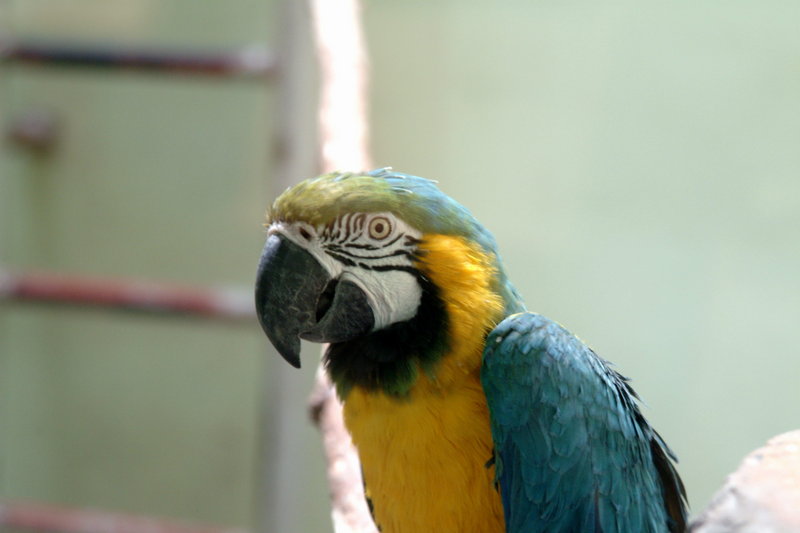 청황금강앵무 Ara ararauna (Blue-and-yellow Macaw); DISPLAY FULL IMAGE.