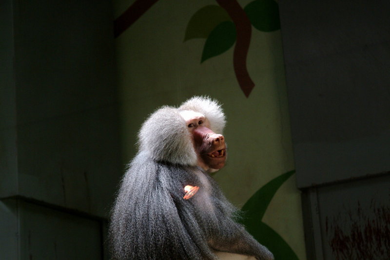 망토개코원숭이 Papio hamadryas (Male Hamadryas Baboon); DISPLAY FULL IMAGE.
