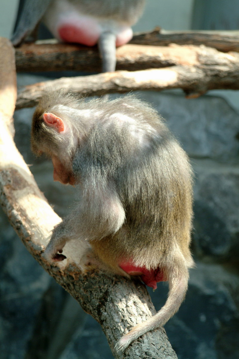망토개코원숭이 Papio hamadryas (Hamadryas Baboon); DISPLAY FULL IMAGE.