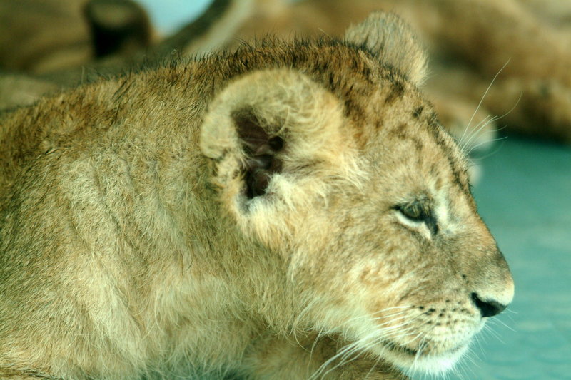 새끼 아프리카사자 Panthera leo (African lion cub); DISPLAY FULL IMAGE.