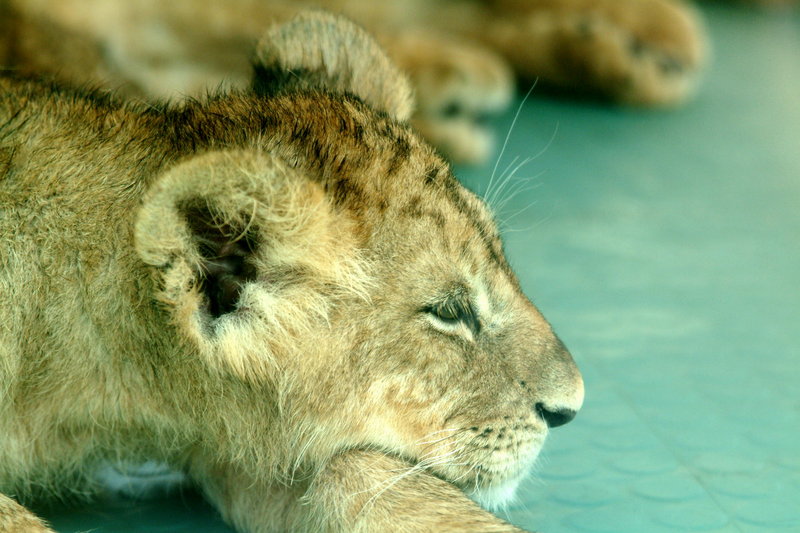 새끼 아프리카사자 Panthera leo (African lion cub); DISPLAY FULL IMAGE.