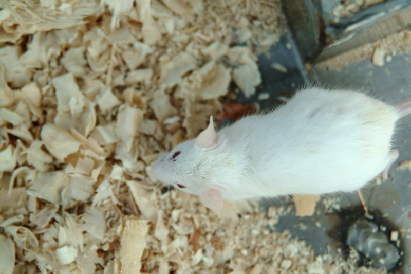 작은 흰색 생쥐 (White Mouse); DISPLAY FULL IMAGE.