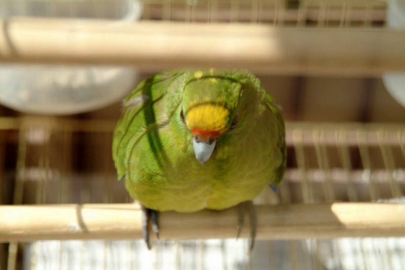 앵무 (Parrot); DISPLAY FULL IMAGE.