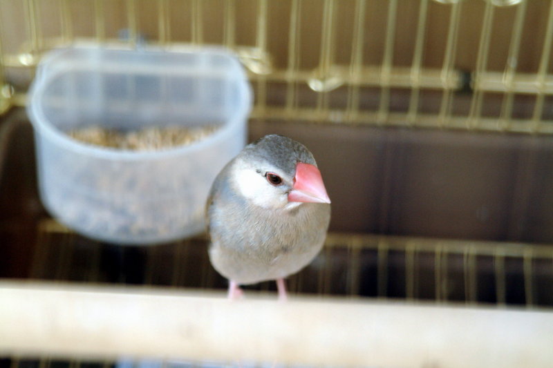 문조 Padda oryzivora (Java Sparrow); DISPLAY FULL IMAGE.