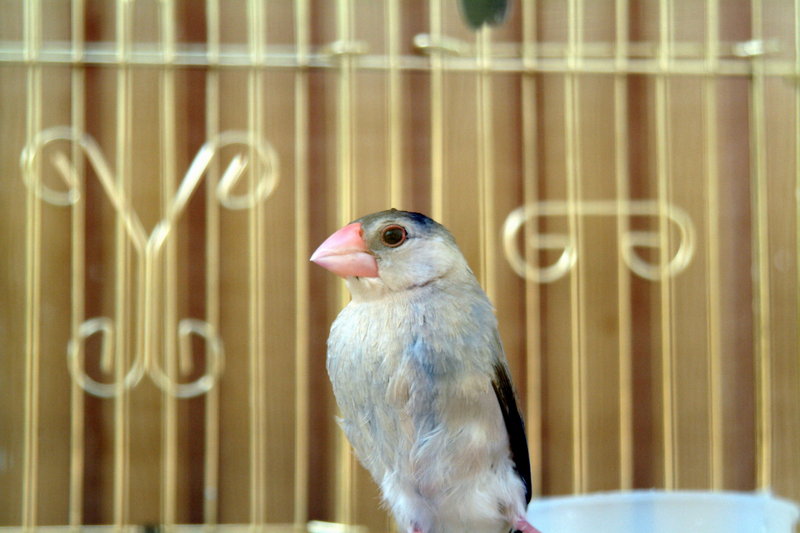 문조 Padda oryzivora (Java Sparrow); DISPLAY FULL IMAGE.