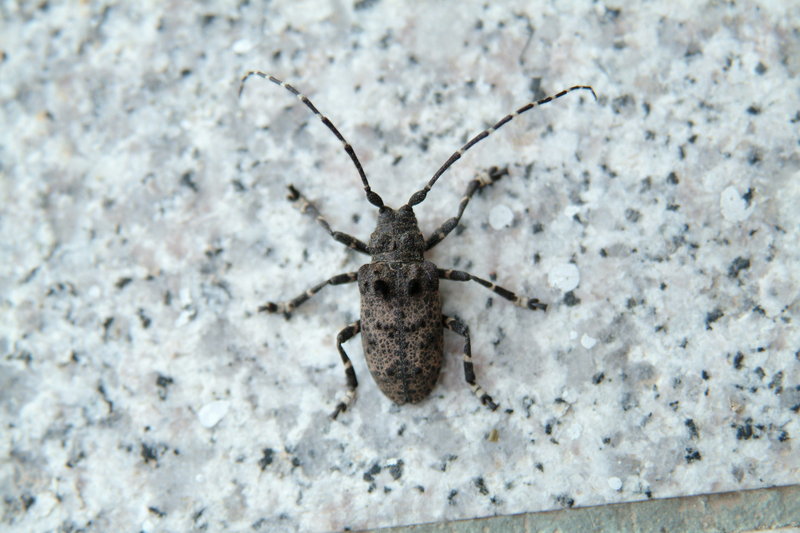 털두꺼비하늘소 Moechotypa diphysis (Hairy Long-horned Toad Beetle); DISPLAY FULL IMAGE.