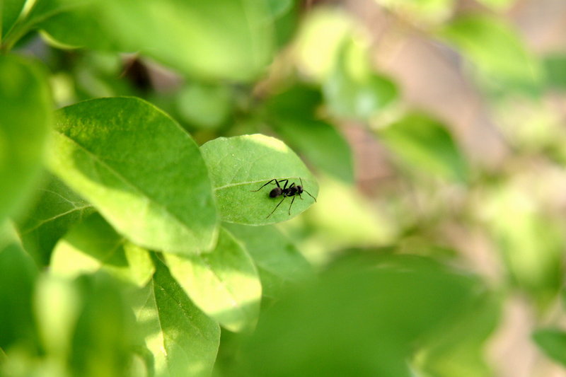 개미 한마리; DISPLAY FULL IMAGE.