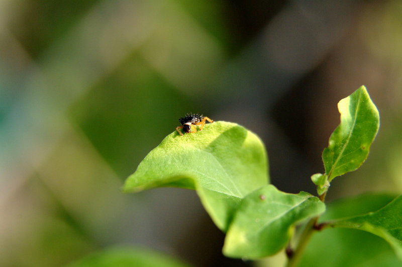 무당벌레 애벌레 (Ladybug caterpillar); DISPLAY FULL IMAGE.