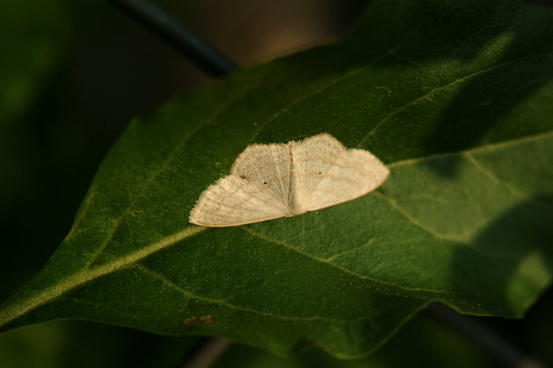 앞노랑애기자나방 Scopula nigropunctata (Sub-angled Wave Moth); DISPLAY FULL IMAGE.