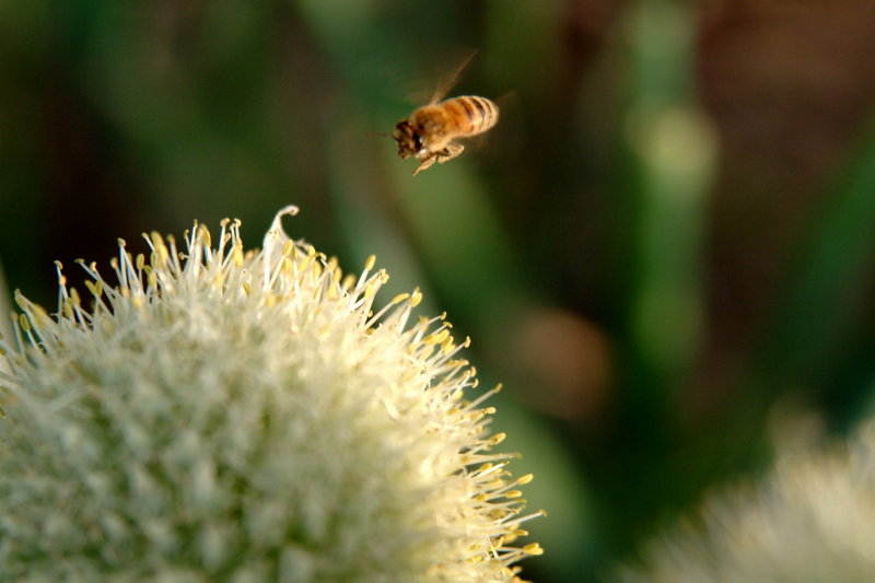 파꽃과 꿀벌 (Honeybee & stone-leek flower); DISPLAY FULL IMAGE.