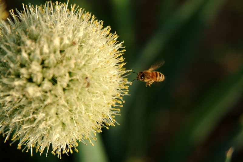 파꽃과 비행 꿀벌 (Honeybee & stone-leek flower); DISPLAY FULL IMAGE.
