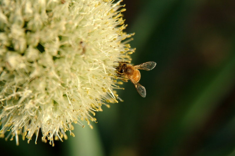 파꽃과 꿀벌 (Honeybee & stone-leek flower); DISPLAY FULL IMAGE.