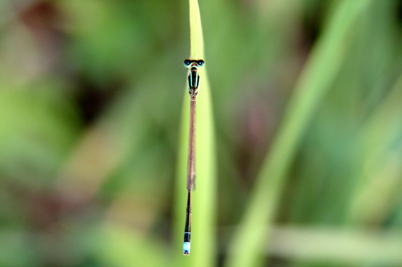 실잠자리 (Damselfly) --> 아시아실잠자리 수컷 Ischnura asiatica (Asiatic Bluetail Damselfly); DISPLAY FULL IMAGE.