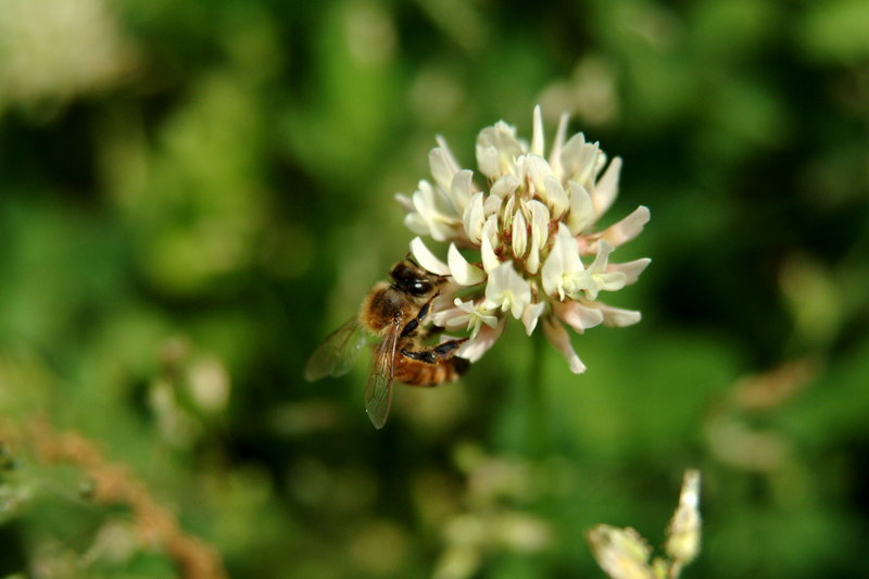토끼풀 꽃과 꿀벌 (Honeybee on clover flower); DISPLAY FULL IMAGE.