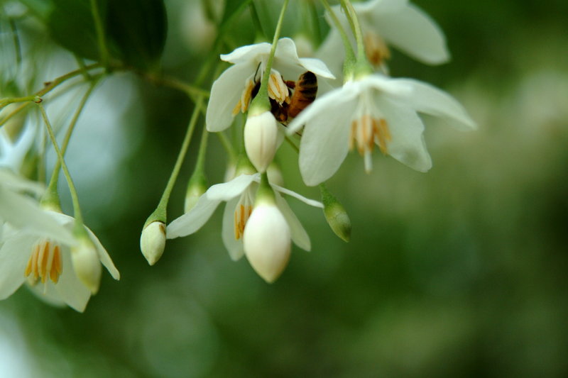 꽃속의 꿀벌 (Honeybee in flower); DISPLAY FULL IMAGE.