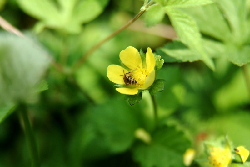 꽃속의 작은 벌(Small bee-like insect); DISPLAY FULL IMAGE.