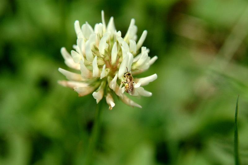 토끼풀꽃과 작은 벌(Small bee-like insect); DISPLAY FULL IMAGE.