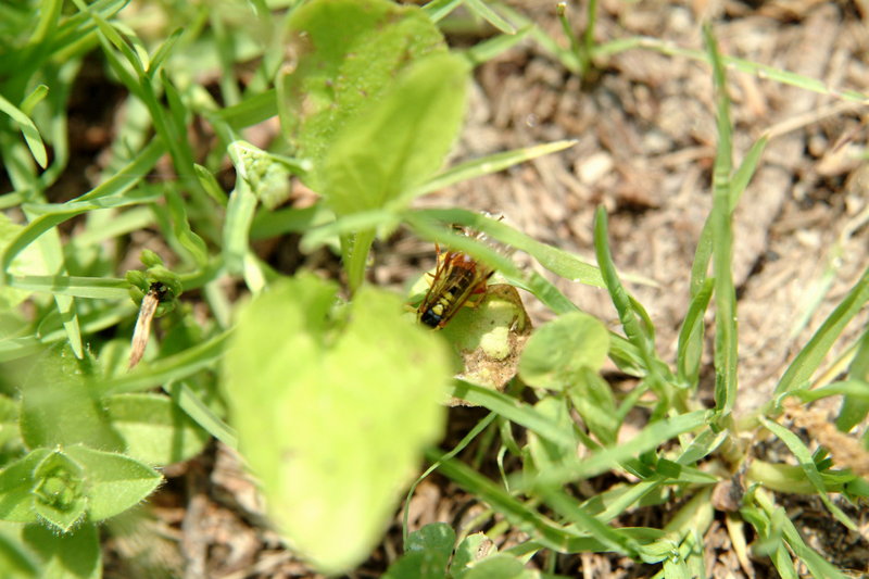 짝짓기중인 작은 말벌 종류 (Small Wasp-like insect); DISPLAY FULL IMAGE.