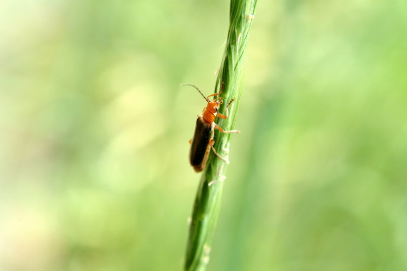붉은병대벌레 (Red soldier beetle); DISPLAY FULL IMAGE.