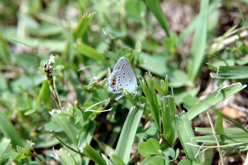 암먹부전나비 Everes argiades (Short-tailed Blue Butterfly); DISPLAY FULL IMAGE.