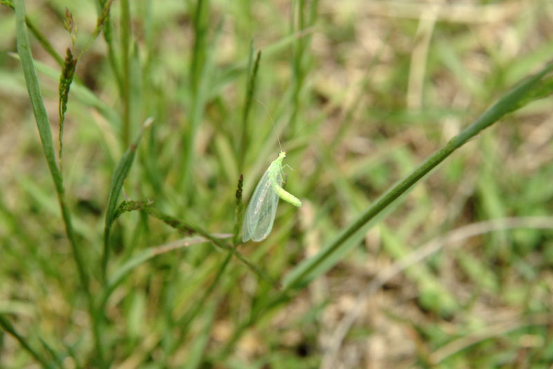 어린 풀잠자리 종류 (Green Lacewing); DISPLAY FULL IMAGE.