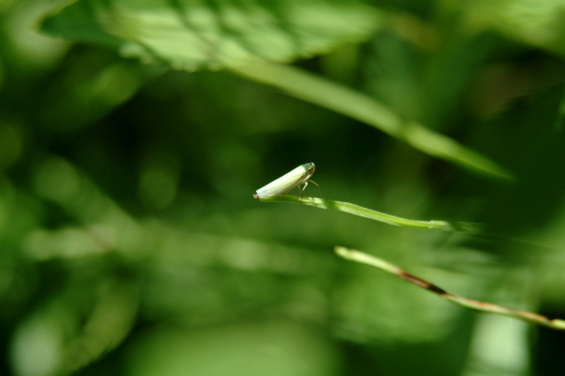 매미충 종류 (Treehopper), 아마도 넉점박이매미충 Macrosteles quadrimaculatus?; DISPLAY FULL IMAGE.