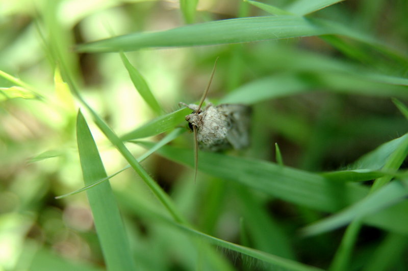 나방 (Moth); DISPLAY FULL IMAGE.