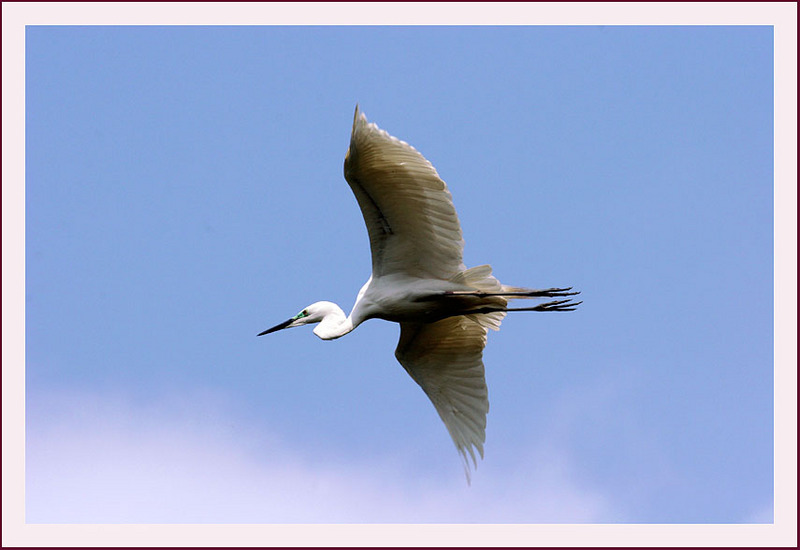 상쾌한 비행 | 중대백로 Egretta alba modesta (Large Egret); DISPLAY FULL IMAGE.