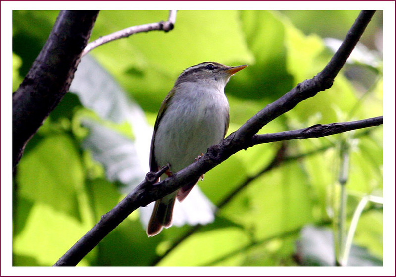 나는 누구일까요...? | 산솔새 Phylloscopus coronatus (Eastern Crowned Willow Warbler); DISPLAY FULL IMAGE.